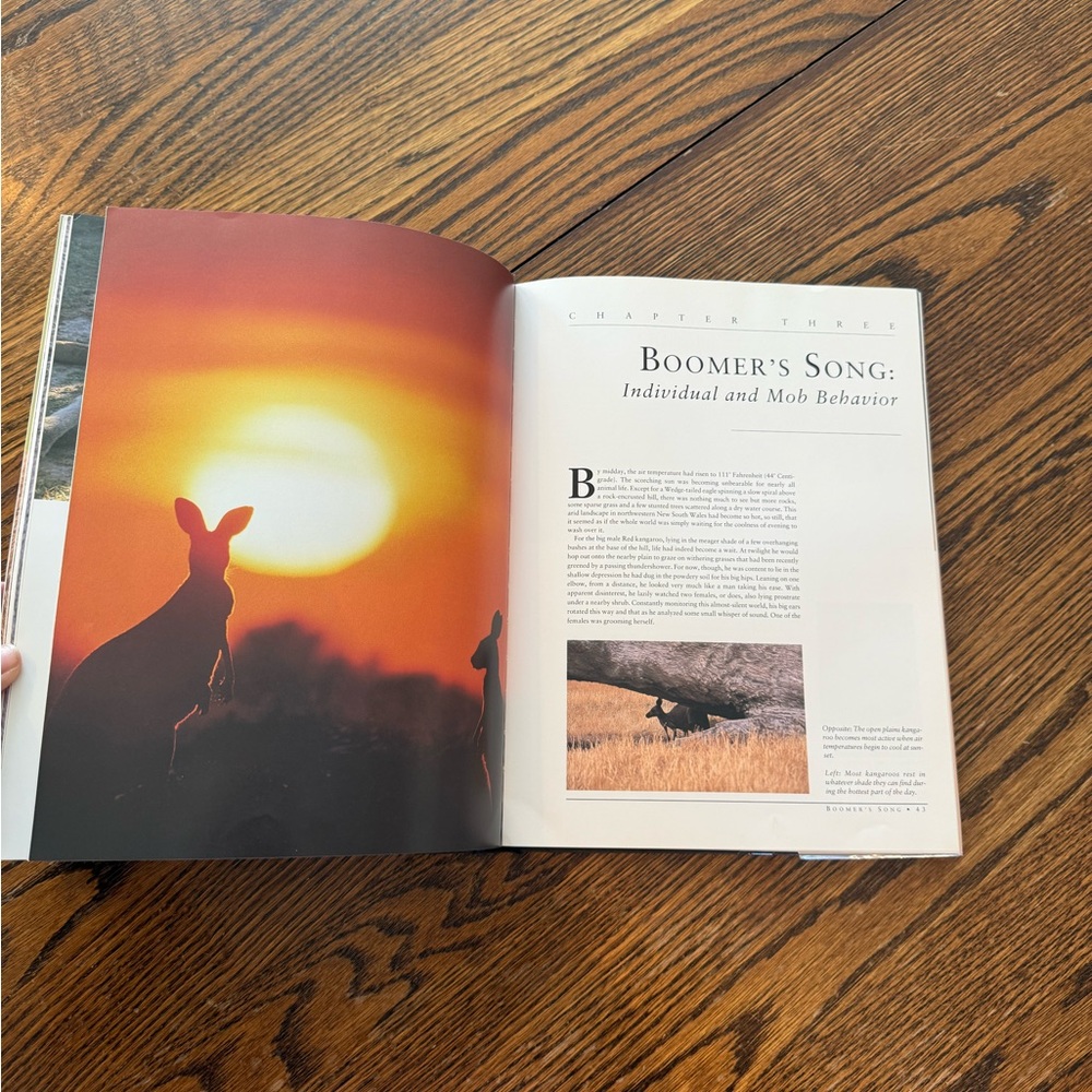 Kangaroos Book - Picture 3 of 4
